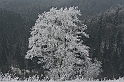 Bieszczady 12.2007 036
